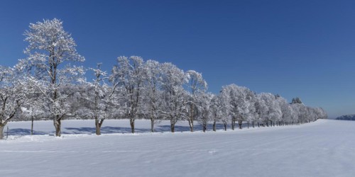 Tree avenue St. Johann, Swabian Alb, Baden-Württemberg, Germany, Swabian Alb, Baden-Württemberg,