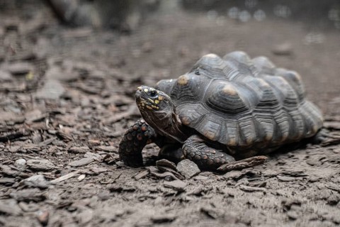 Charcoal tortoise (Cheoloridis carbonaria), Walsrode Bird Park, Lower Saxony, Germany, Europe