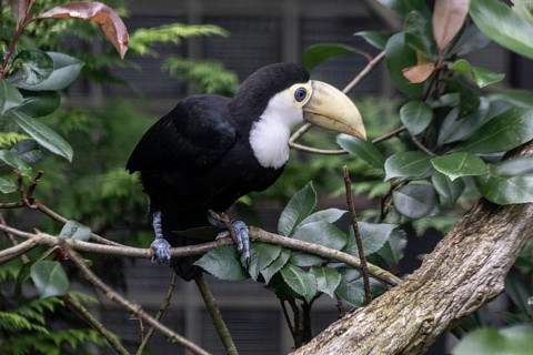 Toco toucan (Ramphastos toco), Vogelpark Walsrode, Lower Saxony, Germany, Europe