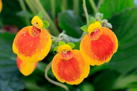 Slipper flower (Calceolaria Hybride), flowering, Elllerstadt, Germany, Europe