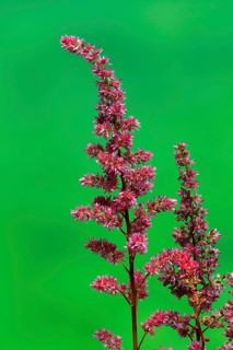 Astilbe, flowering, blossom, Elllerstadt, Germany, Europe