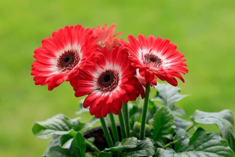 Gerbera (Gerbera), red, blooming, flowers, Ellerstadt, Germany, Europe