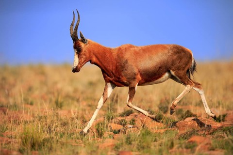 Bontebok (Damaliscus pygargus), adult, running, foraging, Mountain Zebra National Park, South