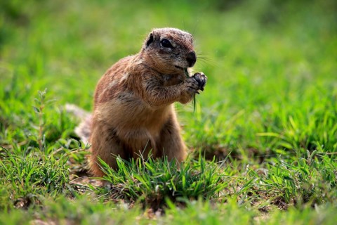 Cape ground squirrel (Xerus inauris), adult, alert, feeding, Mountain Zebra National Park, Eastern
