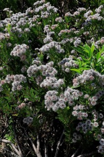 Serruria fucifolia (Serruria fucifolia), flowers, flowering, bush, fynbos, Kirstenbosch Botanical