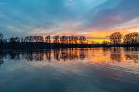 Bislicher Insel nature reserve, floodplain landscape on the Rhine, near Xanten, floods, flooded
