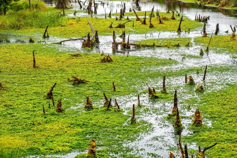 The Pietzmoor, raised bog in the Lüneburg Heath nature reserve, peat-forming sponges, peat mosses,