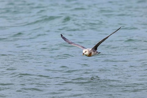 Northern fulmar (Fulmarus glacialis), Spitsbergen, Longyearbyen, Svalbard / Spitsbergen, Norway,