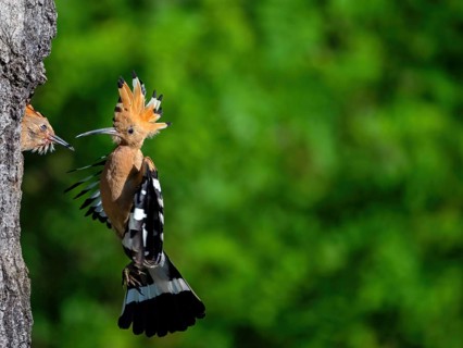Hoopoe, (Upupa epops), approaching the breeding cave, with prey for young bird, family Hoopoes,