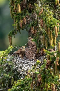 Common kestrel (Falco tinnunculus), female adult bird feeding young birds not yet ready to fly in