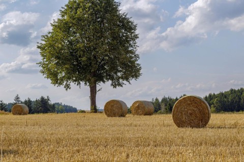 Single tree and bale of straw in a wide field with a cloudy sky