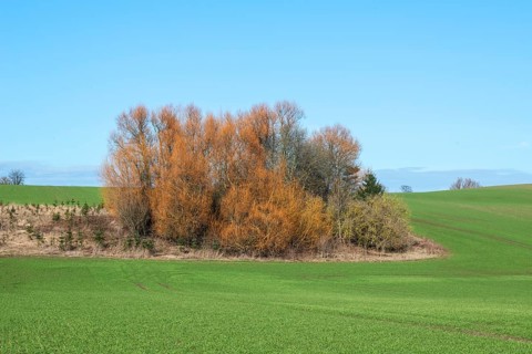 Grove of unpruned willows in green agricultural landscape. The trees change color as the sap rises