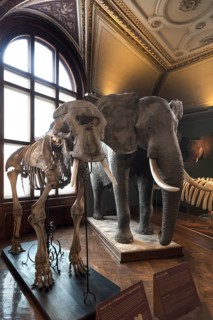 African elephant (Loxodonta africana) and skeleton, Narurhistorisches Museum, opened 1889, Vienna,