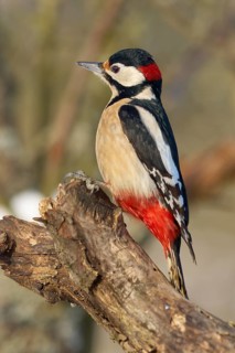 A great spotted woodpecker (Dendrocopos major), sitting on a branch with distinctive red, white and