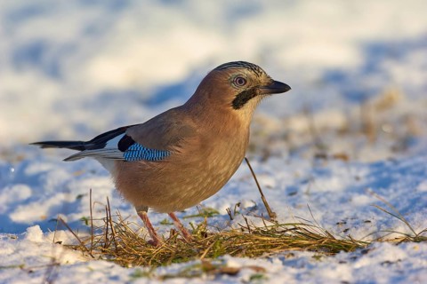 Eurasian jay (Garrulus glandarius), standing in snowy terrain and inspecting the surroundings, a