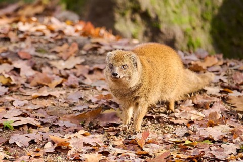 Ethiopian dwarf mongoose (Helogale hirtula) standing on the ground, Bavaria, Germany, Europe