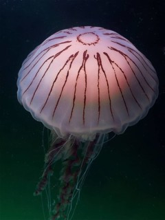 Compass Jellyfish (Chrysaora hysoscella), Rinvyle Dive Site, Co. Galway, Irish Sea, North Atlantic,