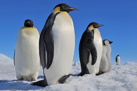 Emperor penguins, Aptenodytes forsteri, Tree Adults with Chick, Snow Hill Island, Antartic