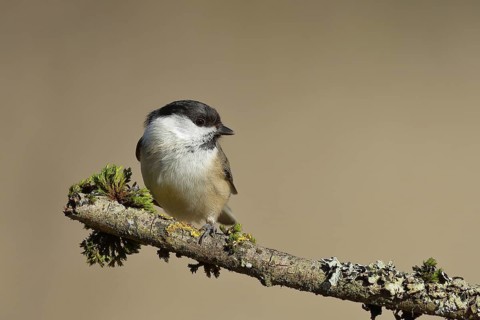 Willow Tit (Parus montanus) sitting on a branch covered with moss, Wilnsdorf, North