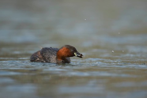 Little grebe (Tachybaptus ruficollis) adult bird feeding on a lake, Derbyshire, England, United