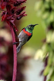 Cape Sunbird (Cinnyris chalybeus), adult, foraging, on giant honey flower (Melianthus major),