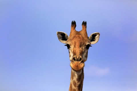 Southern giraffe (Giraffa camelopardalis giraffa), adult, portrait, Kruger National Park, Kruger