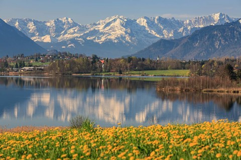 Mountains reflected in lake, dandelion flower meadow, sunny, Riegsee, Murnau, behind Alpspitze,