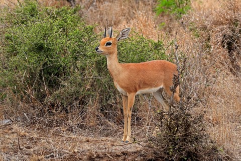 Steenbok (Raphicerus campestris), adult, male, foraging, vigilant, dwarf antelope, Kruger National