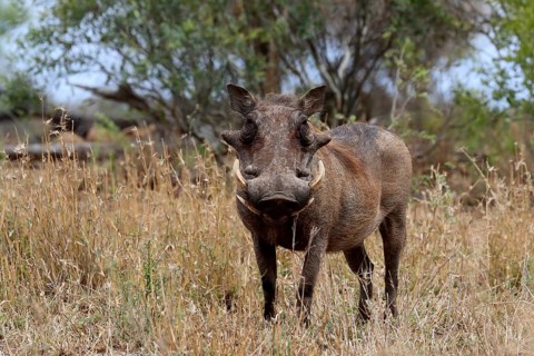 Warthog (Phacochoerus africanus), adult, foraging, alert, Kruger National Park, Kruger National