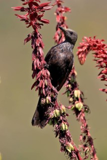Red-winged Starling (Onychognathus morio), adult, female, foraging, on honeybush (Melianthus