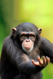 Chimpanzee (Pan troglodytes troglodytes), subadult, half-grown, begging, portrait
