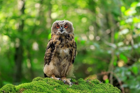Eurasian Eagle-owl (Bubo bubo), juvenile, subadult, sitting on rocks, attentive, Eifel, Germany,