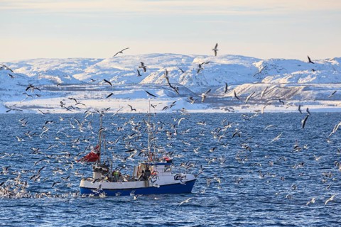 Fishing boat, fishing, fishing, seagulls, sea, wind, mountains, sunny, Varanger Peninsula, Norway,