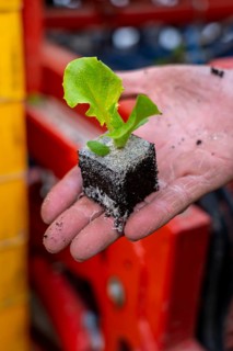 Lettuce plants, in press pots, they are planted in a field with a planting machine, agriculture,