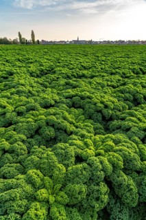 Kale field, growing area in the south of Düsseldorf, Volmerswerth district, on the Rhine, North