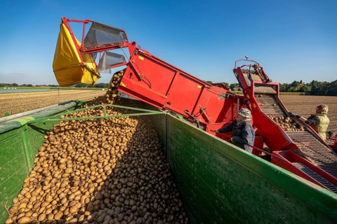 Potato harvesting, so-called split harvesting method, first the tubers are taken out of the ground