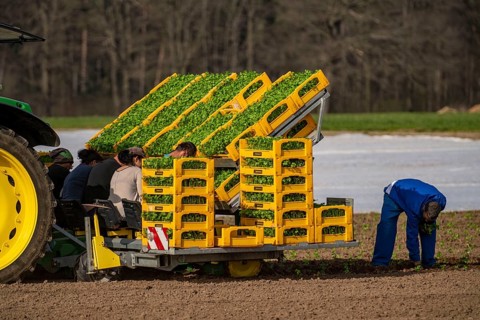 Vegetable cultivation, celery plants are planted in the field with a planting machine,