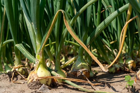 Agriculture, field with onions, Niederkrüchten, North Rhine-Westphalia, Germany, Europe