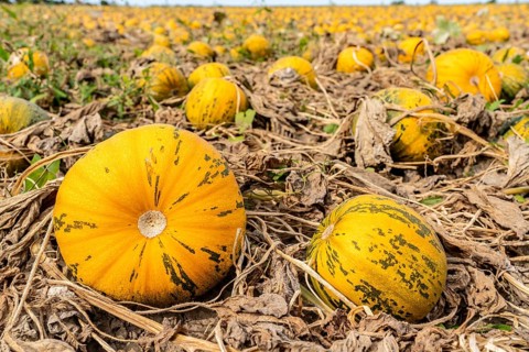 Field with Styrian oil pumpkins, partly dried up due to the drought in summer 2020, on the Lower