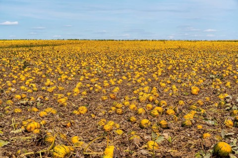 Field with Styrian oil pumpkins, partly dried up due to the drought in summer 2020, on the Lower
