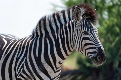 Plains zebra (Equus quagga), wild, free living, safari, ungulate, animal, black and white, stripes,