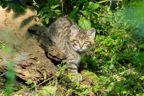 A striped kitten in the forest, looking curiously, wildcat (Felis silvestris), kittens, Germany,