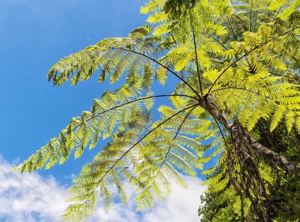 Giant green fern leaves in the jungle. Malaysia