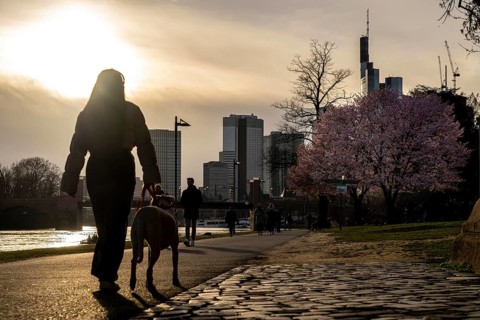 Bank of the Main in Frankfurt, Spring, Hesse, Germany, Europe