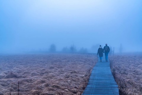 The High Fens nature park Park, in the German-Belgian border region near Eupen, winter, fog, wooden