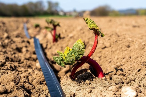Rhubarb young plant, just planted in a field, hose for artificial irrigation