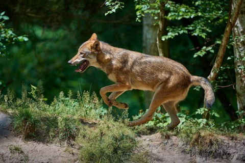 Gray wolf (Canis lupus), jumping in the forest, on a sandy hill, surrounded by green leaves and