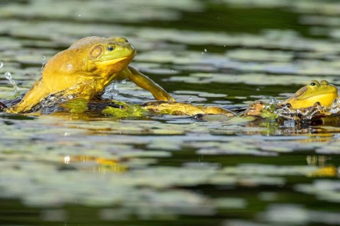 Bull frogs Lithobates catesbeianus. Male bull frog jumping on another male for a territorial fight