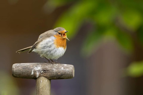 European robin (Erithacus rubecula) adult bird singing on a garden fork handle in the summer,