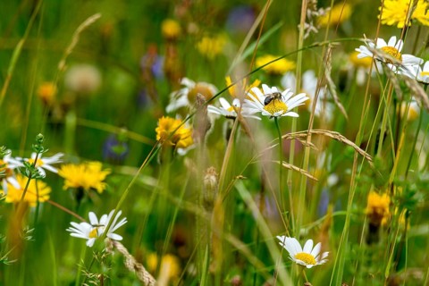 Flowering marguerites (Leucanthemum) with western honey bee (Apis mellifera), colourful flowers,